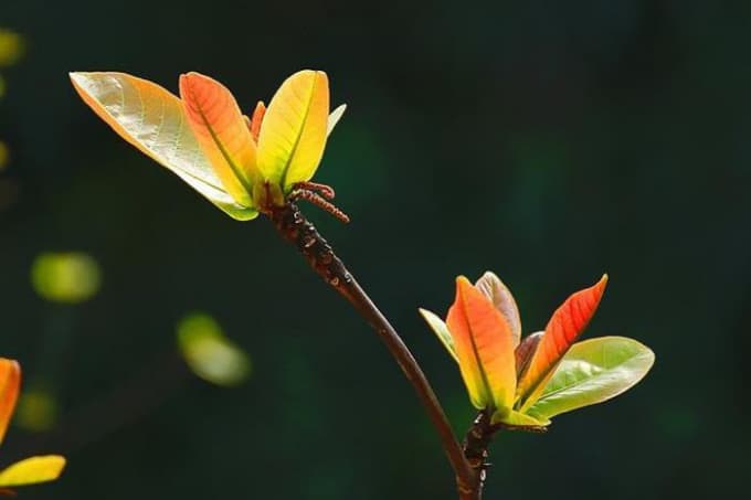Hái lộc đầu năm mang lại phúc lộc