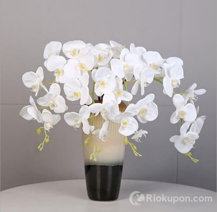 Chậu lan hồ điệp cao su cao cấp phong quý