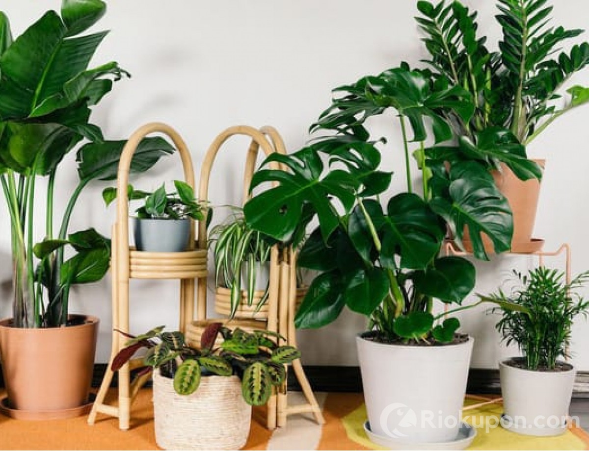 Tránh ngay 5 loại cây sau để không cản tài lộc vào nhà