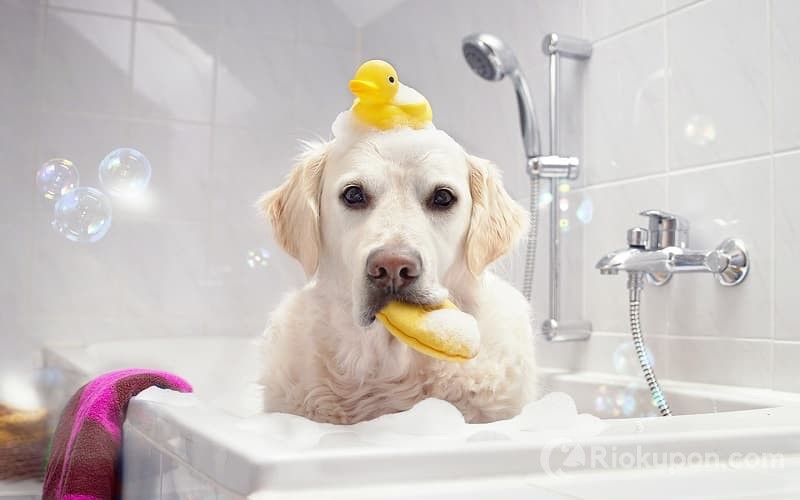 Chăm sóc da lông cho thú cưng bằng sữa tắm chuyên dụng