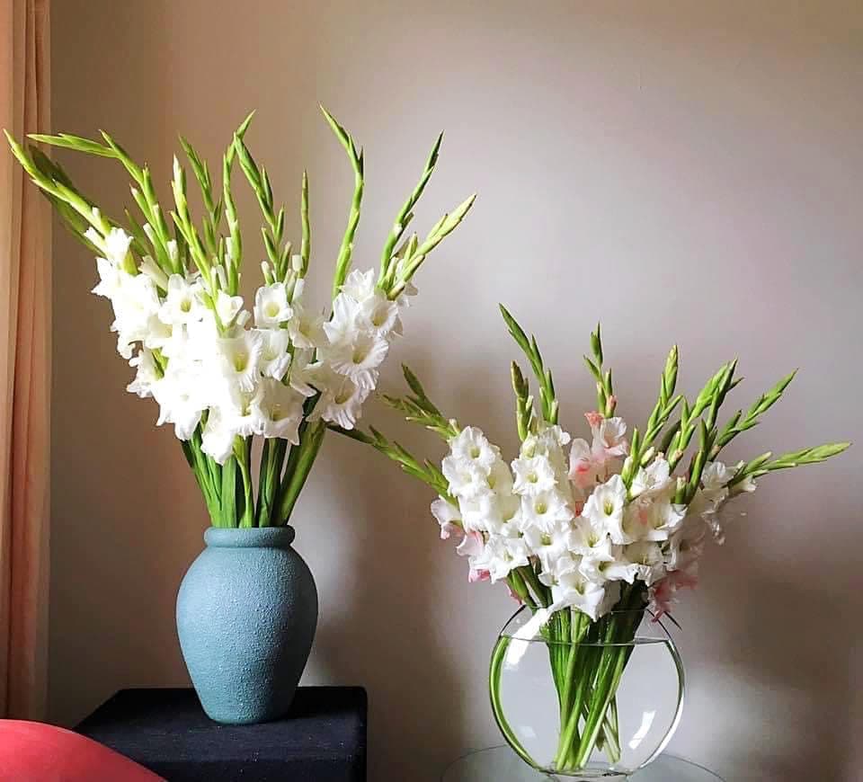 Ảnh hoa lay-ơn màu hồng dễ thương để cắm Tết thu hút lộc