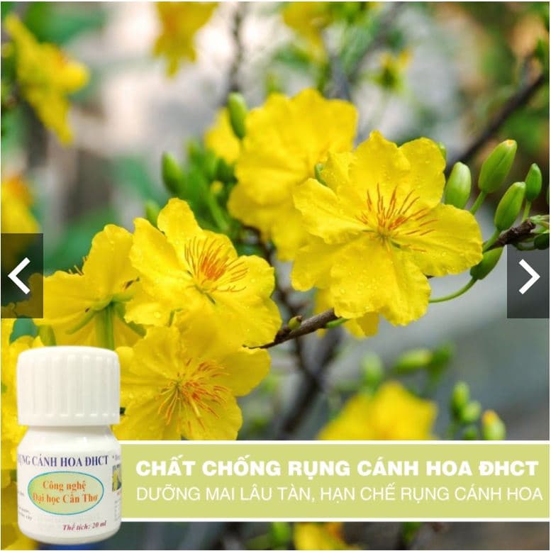 Thuốc chống rụng cánh hoa giúp hoa đào mai tươi lâu Tết