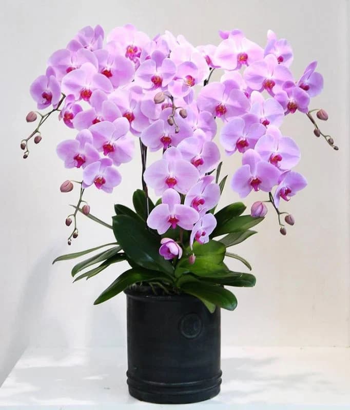 7 Loại hoa dâng cúng trong ngày lễ Phật Đản thể hiện sự thành kính, trang nghiêm